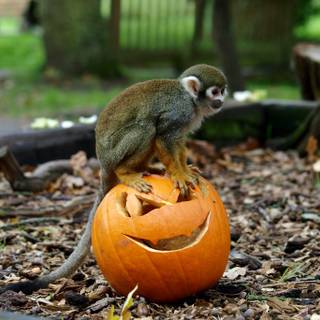 Monkey Halloween wallpaper