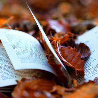 Autumn book tea wallpaper