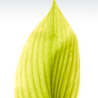 Official iPhone 8 wallpaper