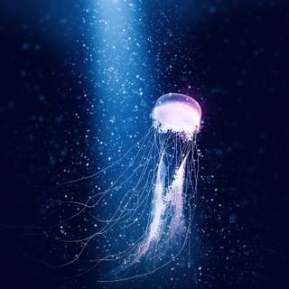 Jellyfish art wallpaper