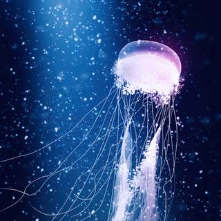 Jellyfish art wallpaper