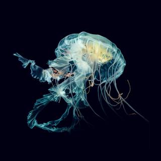 Jellyfish art wallpaper