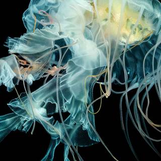 Jellyfish art wallpaper