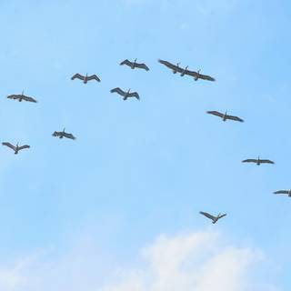 Bird in sky wallpaper