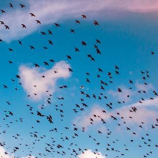 Bird in sky wallpaper