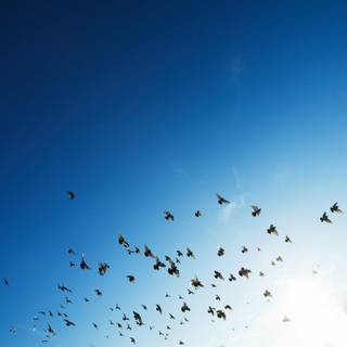 Bird in sky wallpaper