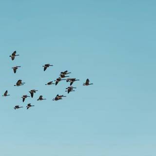 Bird in sky wallpaper