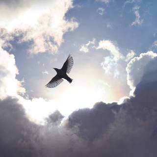 Bird in sky wallpaper
