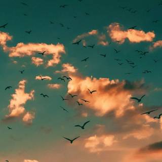 Bird in sky wallpaper