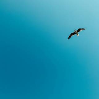 Bird in sky wallpaper