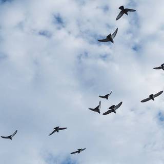 Bird in sky wallpaper