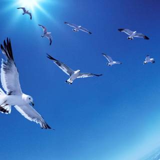 Bird in sky wallpaper