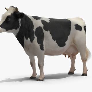 Animated cows wallpaper