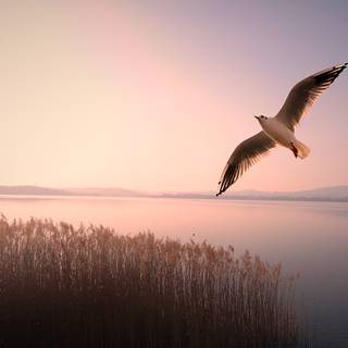 Bird in sky wallpaper