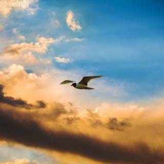 Bird in sky wallpaper