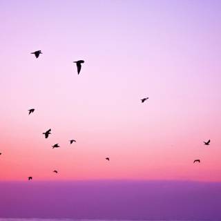 Bird in sky wallpaper