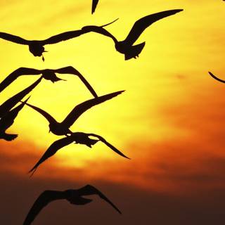 Bird in sky wallpaper