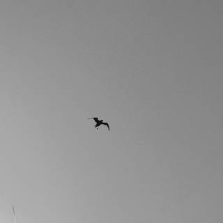 Bird in sky wallpaper