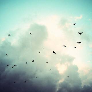 Bird in sky wallpaper