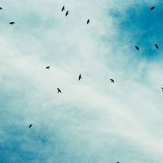 Bird in sky wallpaper