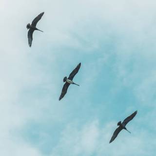 Bird in sky wallpaper