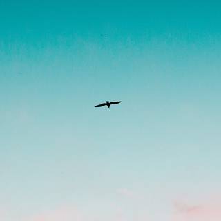 Bird in sky wallpaper