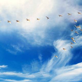 Bird in sky wallpaper