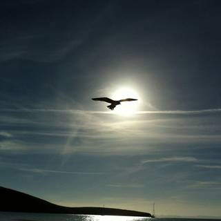 Bird in sky wallpaper