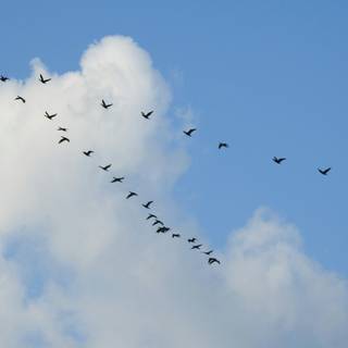 Bird in sky wallpaper