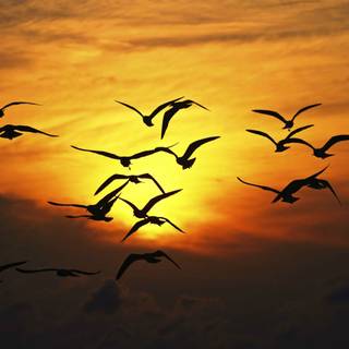 Bird in sky wallpaper