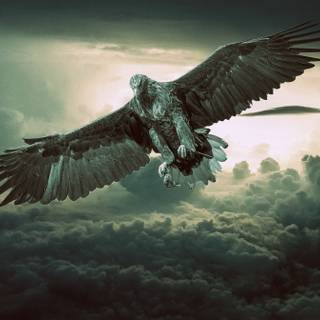 Bird in sky wallpaper
