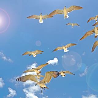 Bird in sky wallpaper