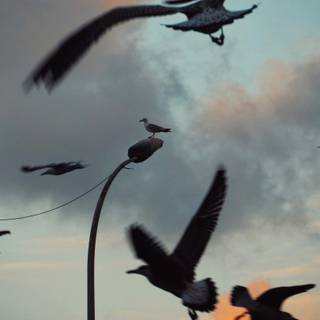 Bird in sky wallpaper