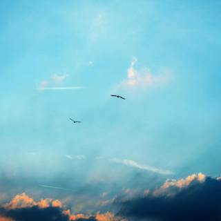 Bird in sky wallpaper