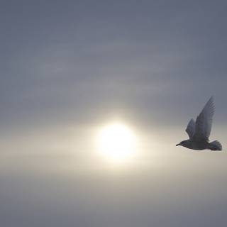 Bird in sky wallpaper