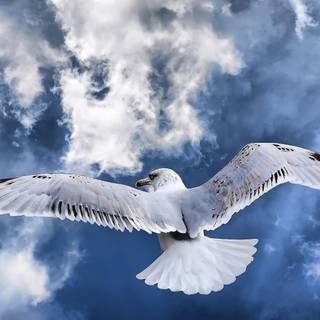 Bird in sky wallpaper