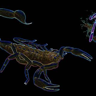 Scorpio Halloween wallpaper