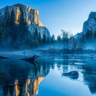 Art winter forest wallpaper