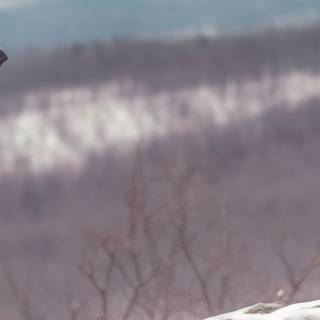 5760x1080 winter forest wallpaper