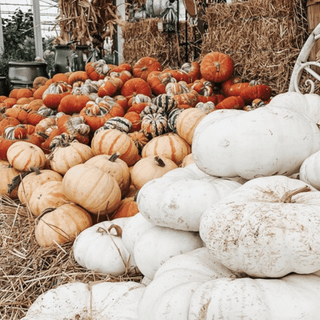 1080x1920 autumn pumpkin wallpaper