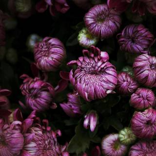 Dark autumn flowers wallpaper