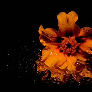 Dark autumn flowers wallpaper