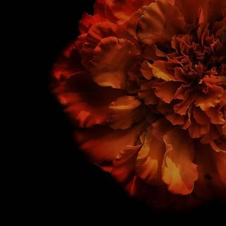 Dark autumn flowers wallpaper