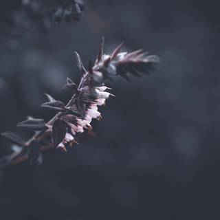 Dark autumn flowers wallpaper