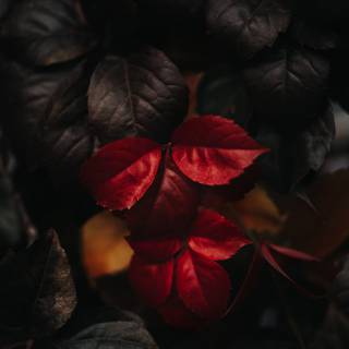Dark autumn flowers wallpaper