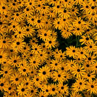 Yellow flower 4k wallpaper