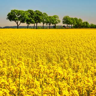 Yellow flower 4k wallpaper