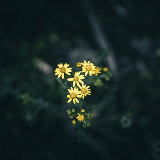 Yellow flower 4k wallpaper