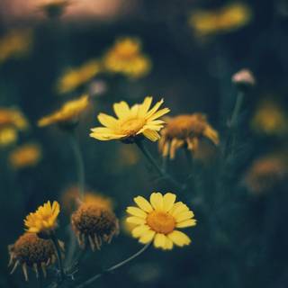 Yellow flower 4k wallpaper