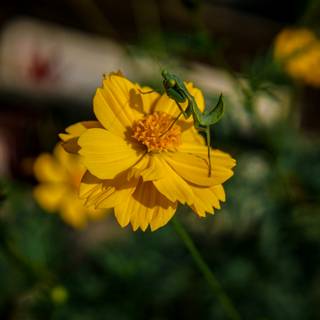 Yellow flower 4k wallpaper